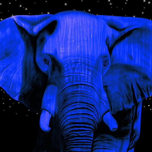 ELEPHANT NUIT D`ETE élephant Showroom - Inkjet sur plexi, éditions limitées, numérotées et signées .Peinture animalière Art et décoration.Images multiples, commandez au peintre Thierry Bisch online
